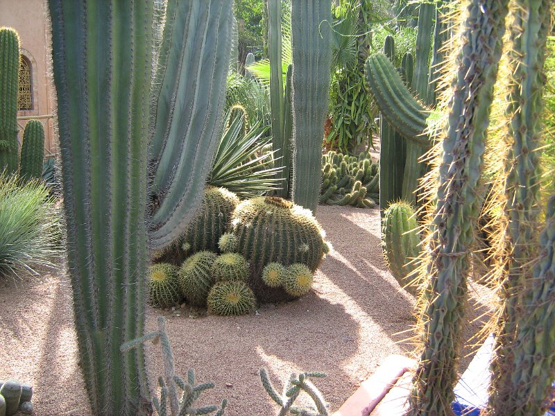 170312_cactus majorelletuin.jpg